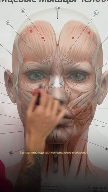 Ботокс FULLFACE