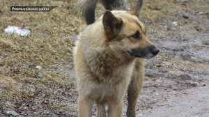 БЕЗДОМНЫЕ СОБАКИ — ПРОБЛЕМА НЕ ТОЛЬКО ГОРОДА