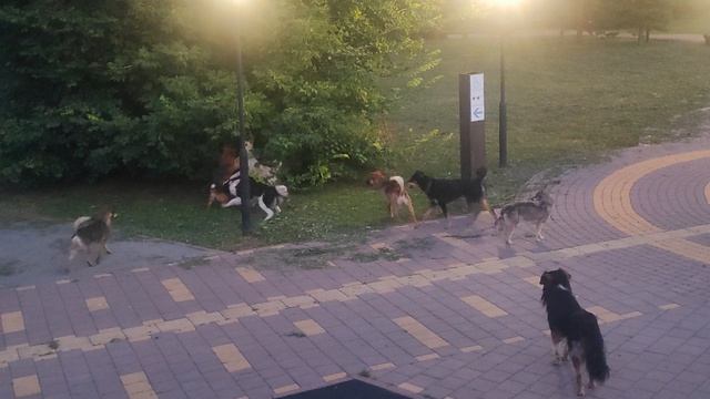 Мы залезли на кораблик от стаи бездомных собак.