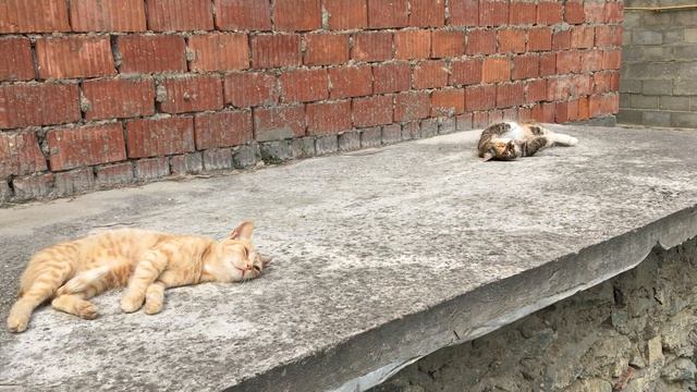 Кот Васька и его рыжая подружка