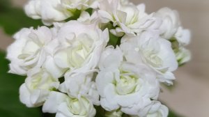 Пеларгония Эйприл Сноу (April Snow)   Апрельский снег