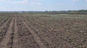 Брокколи и цветная капусты, на верхнем поливе, схема посадки. Краснодарский край, август 2026г.