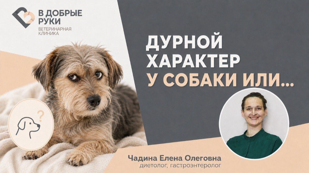 Дурной характер у собаки или..
