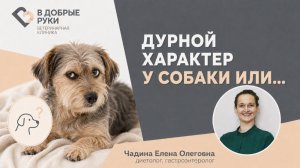 Дурной характер у собаки или..