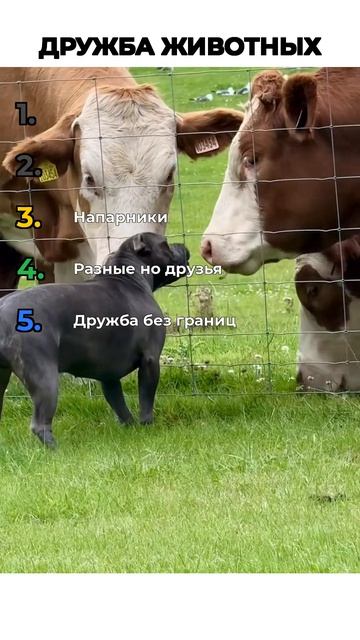 ДРУЖБА ЖИВОТНЫХ