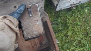 Пересаживаю пойманный рой 1