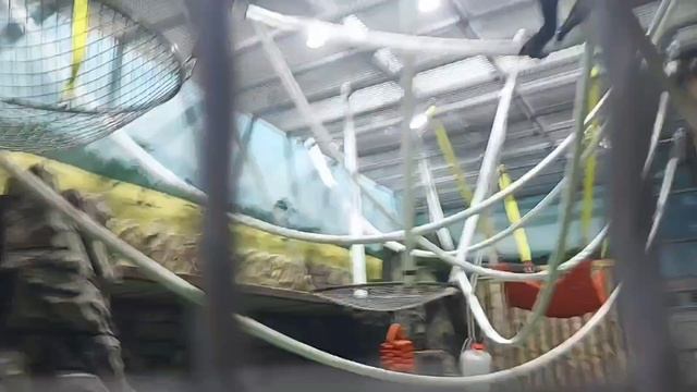 Африканские Равнинные гориллы устроили догонялки в зоопарке Ростова на Дону.
