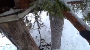 Охота на куницу капканами _ Удачное закрытие _ Изба _ Росомаха и куница на фотоловушке.mp4