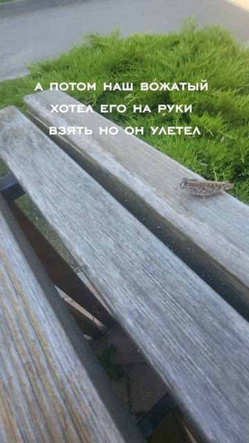 Лагерь с тихой звездой
