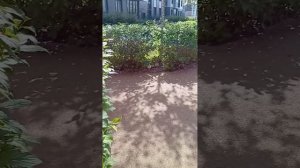 просто гуляем