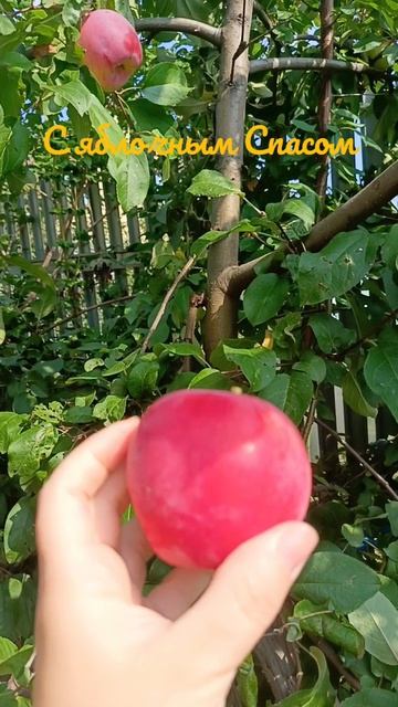 С яблочным Спасом