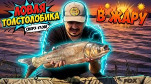 Ловля толстолобика в жару