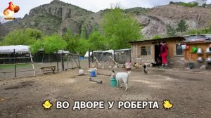 Содержание кур в домашних условиях и других птиц во дворе у Роберта 🐣🐤🦆🐔🪿🦃 (587)