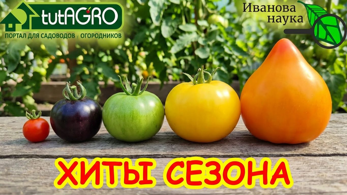 Теплица БОЛЬШЕ НЕ НУЖНА! ❌ Высокие томаты в открытом грунте 🍅