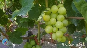 Выпуск 53. 16 августа 2026. Обзор виноградника Белая роза (сигналка).