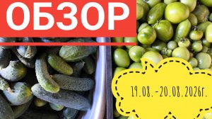 Обзор огурцов и томатов 🥒🍅