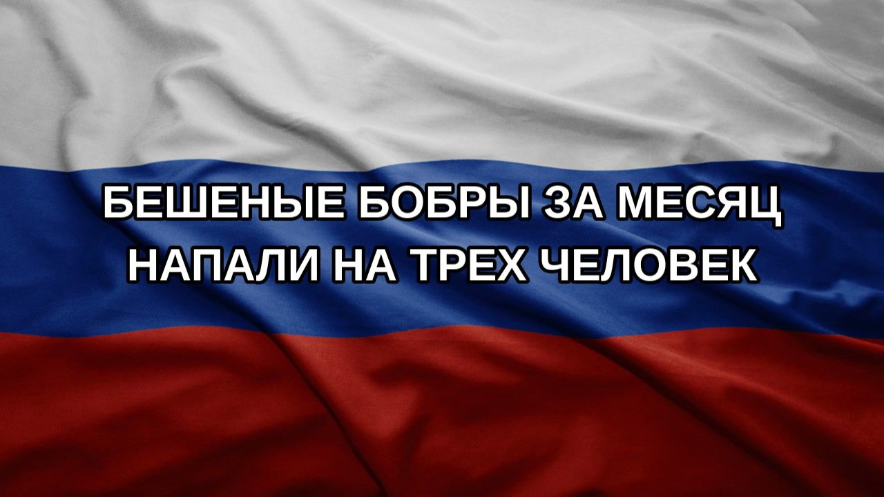 Бешеные бобры за месяц напали на трех человек