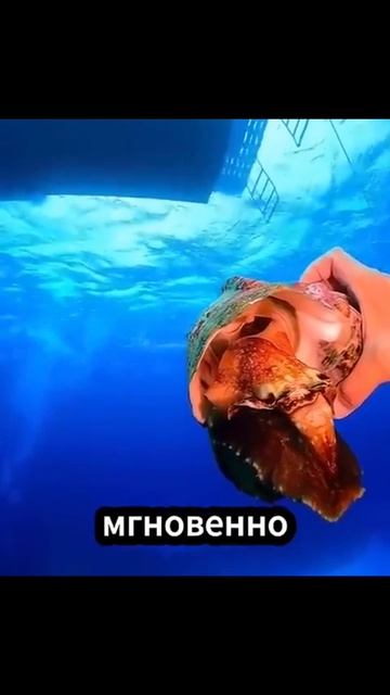Почему необходимо быстро извлекать раковину