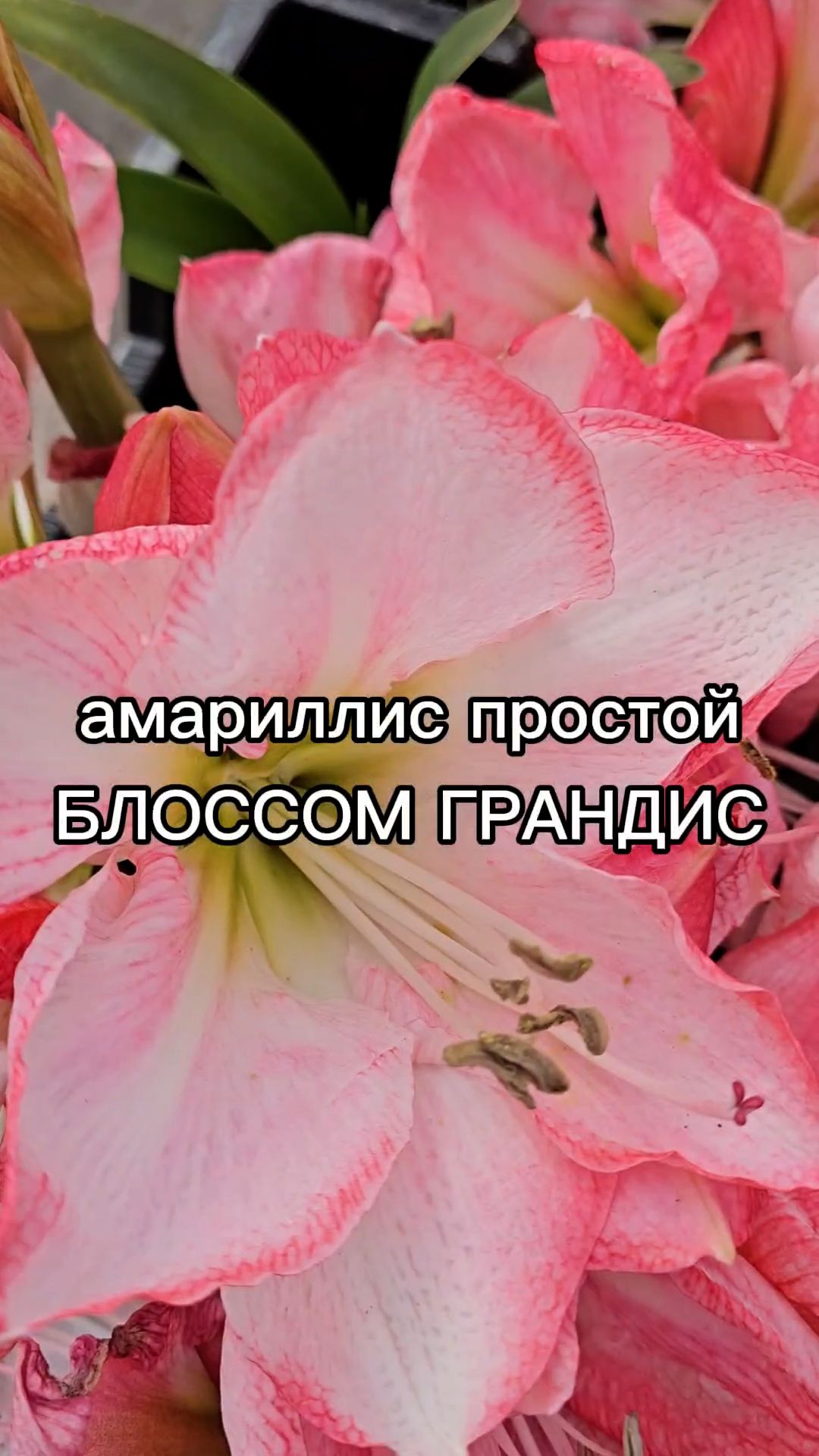 Этот яркий многолетник УКРАСИТ ЛЮБОЙ САД!