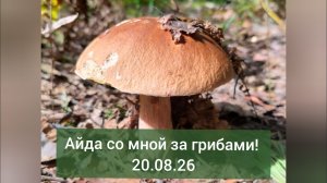 Идём собирать белые грибы! 20.08.26