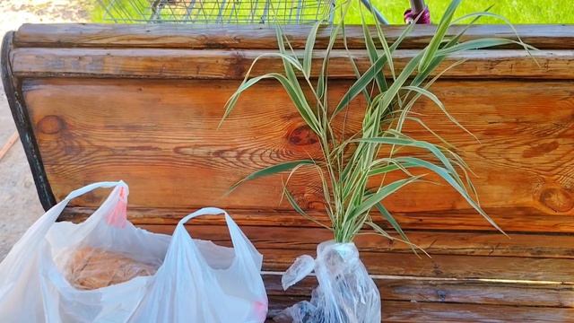 СЪЕЗДИЛА В ПРИВОЛЖЬЕЗАМАРИНОВАЛА БЕДРЫШКИ В ЗАМОРОЗКУ