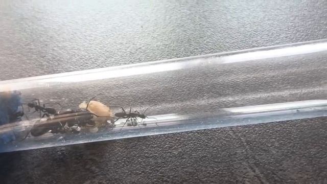 CAMPONOTUS VAGUS история моей колонии