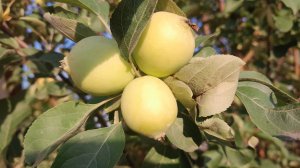 ПЛАНЫ МЕНЯЮТСЯ КАК😎НЕ КРУТИ/ЯБЛОКИ🍏ПОСПЕЛИ🍎НА ЯБЛОНЕВЫЙ СПАС/ОТЧЕКРЫЖИЛА ВСЁ ЧТО МОГЛА🤣