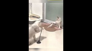 Всячинки