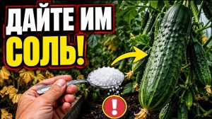 СОЛЬ ПОД ОГУРЦЫ: СЕКРЕТНЫЙ ПРИЁМ ИЛИ СМЕРТЕЛЬНАЯ ОШИБКА?