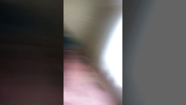 Animal Hospital аномалии в реальной жизни часть 4 нападения продолжение следует часть 2