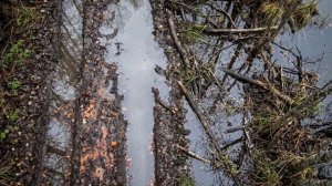 Бобёр строит плотину не для себя и уничтожает наши леса