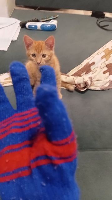как почесать котика без ранки