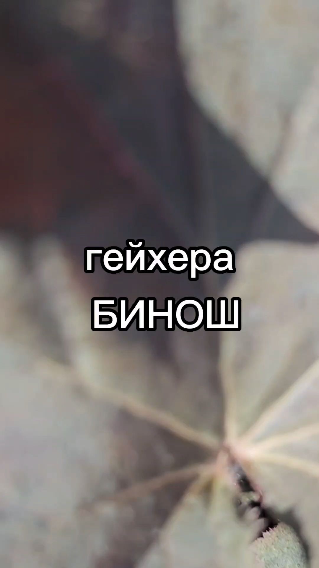 Неприхотливый многолетник матового оттенка.