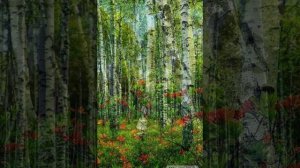 Берёзы Майя Ананьева