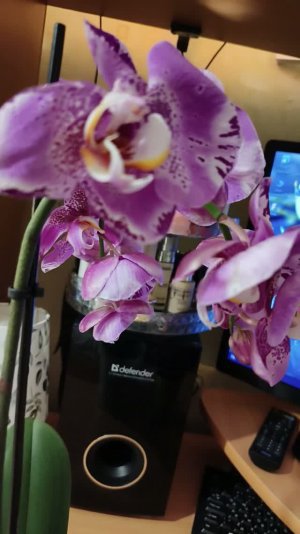 Мои новые цветочки!!!!🪴 👍🌺❤️🥰