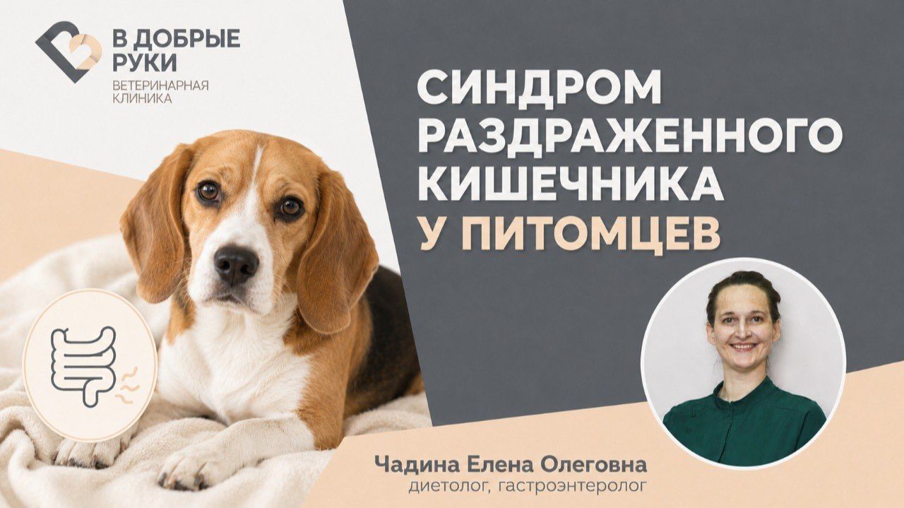 Синдром раздраженного кишечника у питомцев