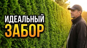 Секрет идеальной изгороди: как правильно стричь туи  и превратить их в ровную зеленую стену
