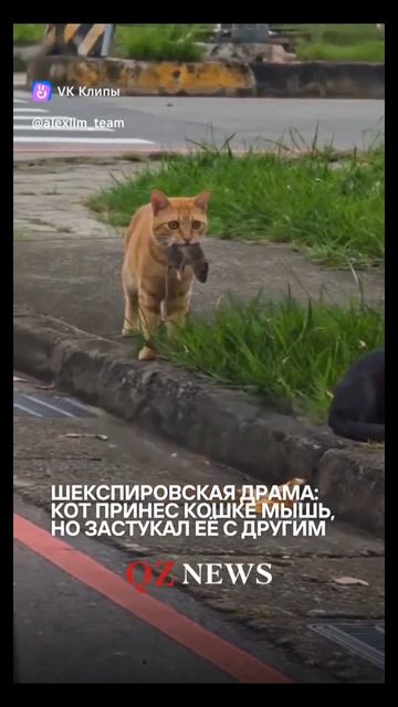И у котов есть свои Гамлеты... Кот принёс кошке мышь и застал её с другим...