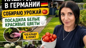 VLOG 🇩🇪 Наша Дача в Германии 🏕/ДАЧА ПОСЛЕ УРОГАНА 😔ПОСАДКА ГОРТЕНЗИИ/ЧТО кладу в грядки/