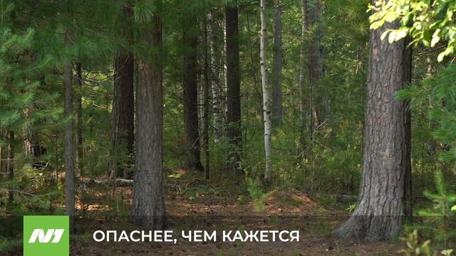 В Роспотребнадзоре Югры предупредили об опасности комаров