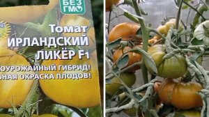 Томат Ирландский ликёр.