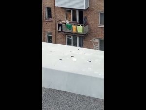 Собачата недовольничают The dogs are dissatisfied