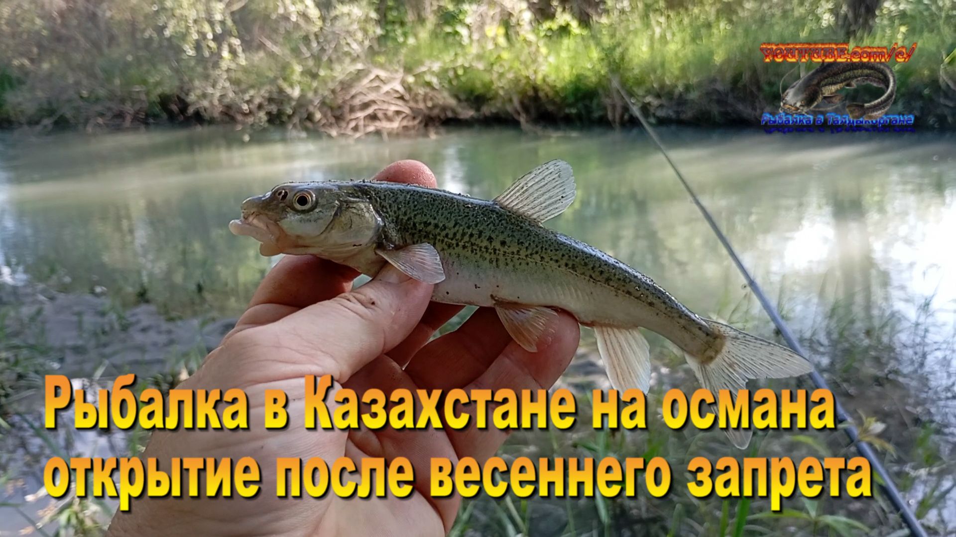 Открытие сезона на османа в Талдыкоргане 09.06.26