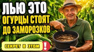 Обработайте ЭТИМ ОГУРЦЫ в АВГУСТЕ. ПОПРУТ КАК БЕШЕННЫЕ.
