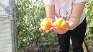 Вышли поработать на участок! Приехала дочка! ❤Что с моими томатами?!