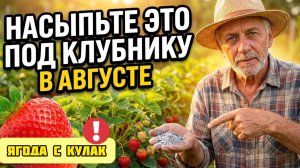 Август - решающий месяц для клубники. СРОЧНО Сделайте эти 5 шагов #клубника #дача