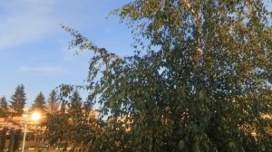 Вот  так безмятежно бывает! Привет из Шебекино от Марии. 20.08.26