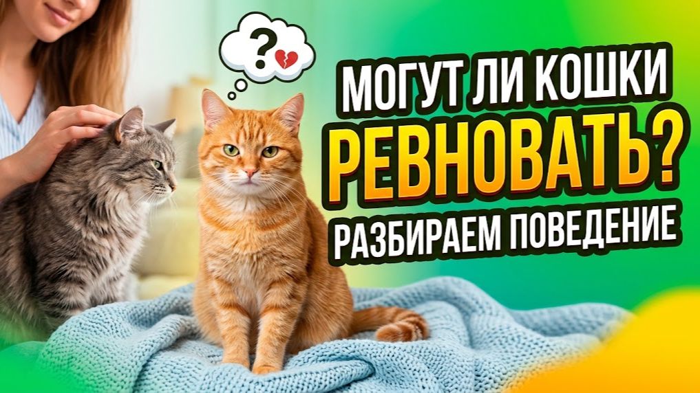 Могут ли кошки ревновать: разбираем поведение