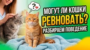 Могут ли кошки ревновать: разбираем поведение