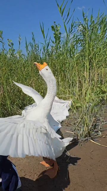 собака-барабака